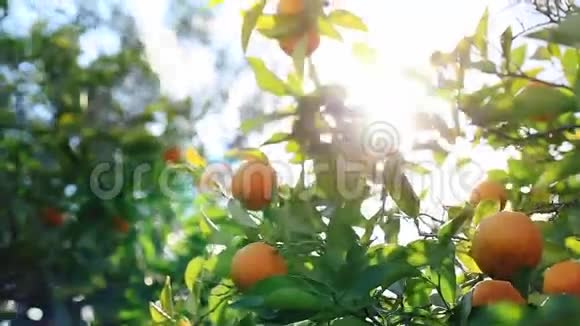 阳光穿过树枝树枝在风中摇曳着橘子视频的预览图