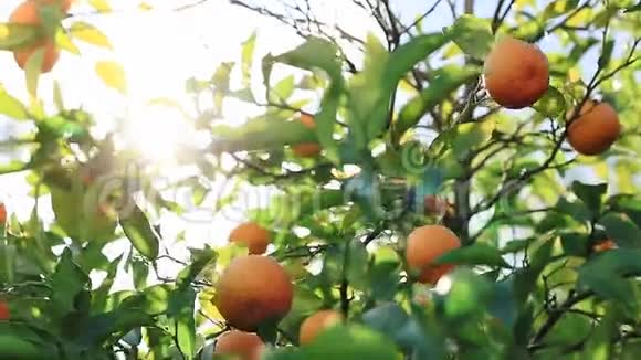 阳光穿过树枝树枝在风中摇曳着橘子视频的预览图