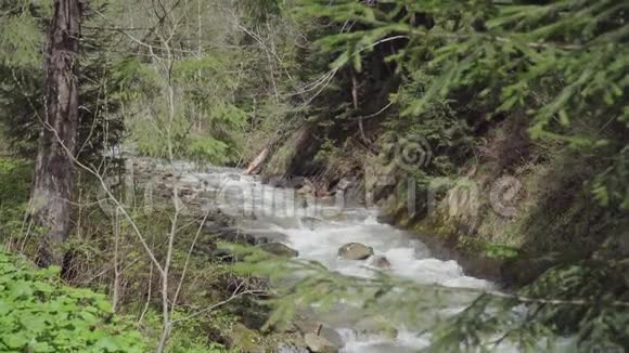 森林里狂风暴雨的山河视频的预览图