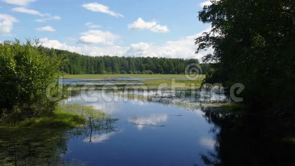 绿藻在乡村的湖泊湿地视频的预览图