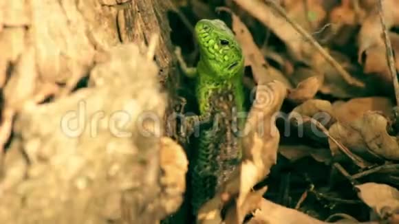 树叶中绿色蜥蜴的大镜头视频的预览图