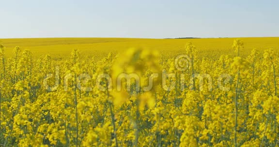 盛开的菜籽油田在夏天的田野上亮的黄色菜籽油开花的油菜籽视频的预览图