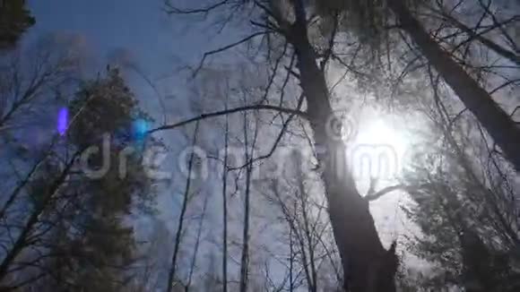 清晨阳光下的白桦林秋天的桦树林视频的预览图