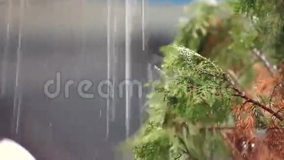 雨水滴在地上的叶子视频的预览图