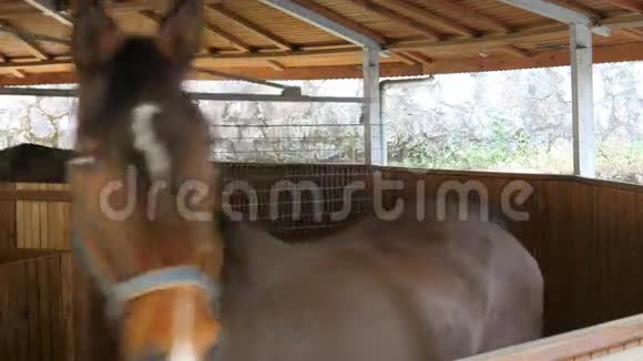 马在马厩里的行走锻炼机里奔跑视频的预览图