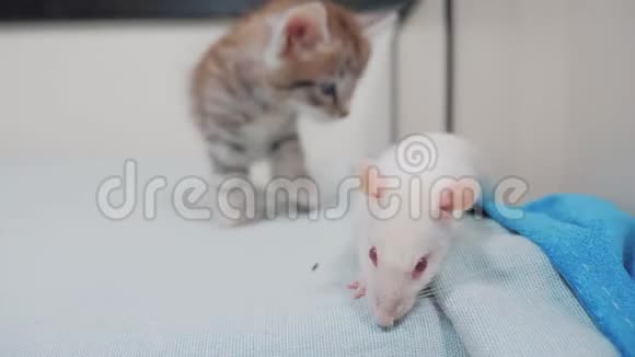 小黑条纹小猫在玩猎鼠游戏有趣的罕见视频小猫和一只老鼠在床上奔跑猫和猫视频的预览图
