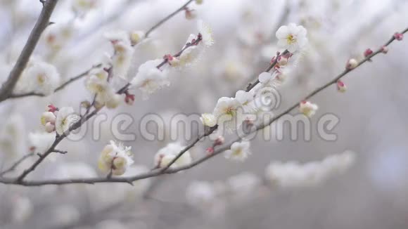 白梅花在昭和金恩公园日本东京视频的预览图