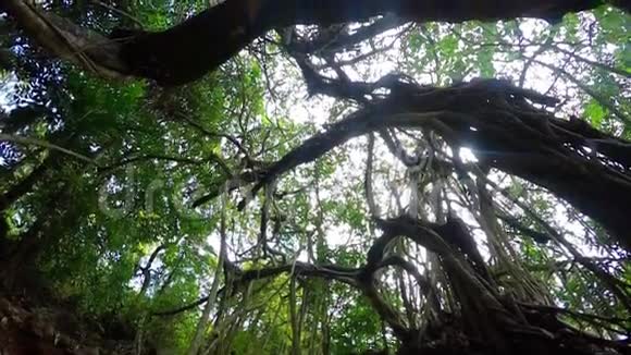 印度的热带树视频的预览图