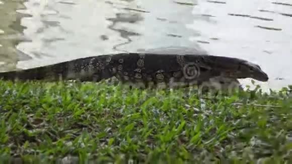 监控蜥蜴悬挂在水的边缘曼谷视频的预览图