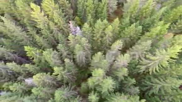 镜头飞过大片的森林视频的预览图
