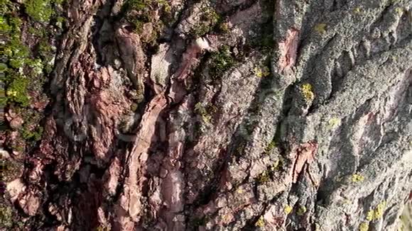 橡树的古老纹理树皮视频的预览图
