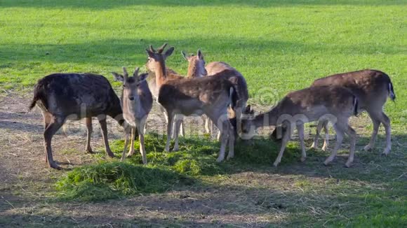 一群吃青草的鹿群视频的预览图