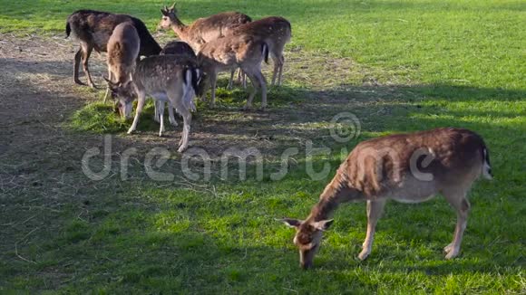 一群吃青草的鹿群视频的预览图