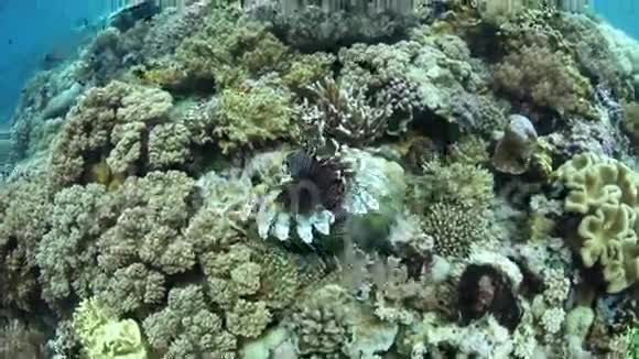 狮子鱼游礁视频的预览图