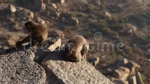 猴子坐在山顶上视频的预览图