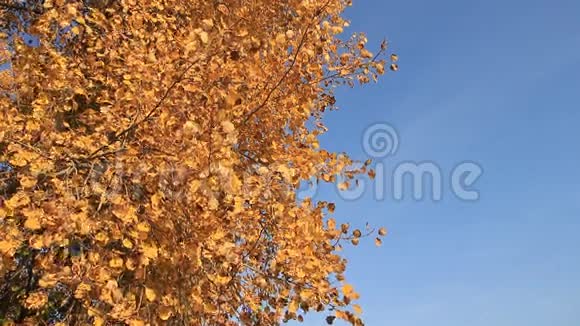 树枝在蓝天的映衬下随风摇动视频的预览图
