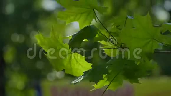 枫树叶子绿色的背景视频的预览图