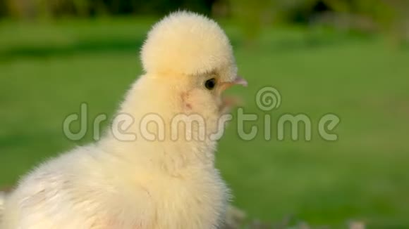 可爱的黄色小鸡金色夏日阳光下的波兰小鸡视频的预览图