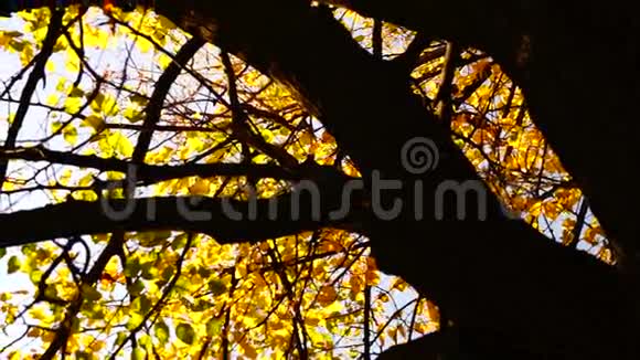 秋天森林中的树顶有风旋转声音视频的预览图