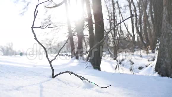 冬天树木枯枝阳光林雪山水自然冻江视频的预览图