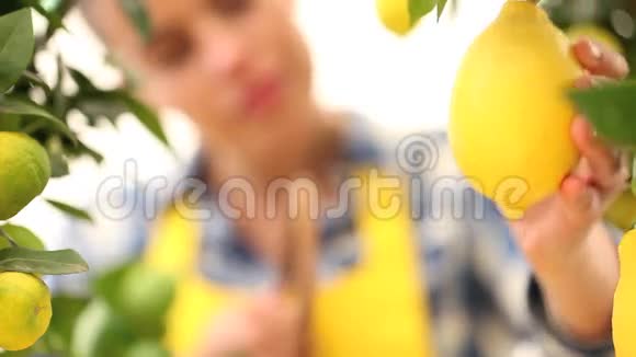 微笑的女人摘了一个柠檬放进篮子里视频的预览图