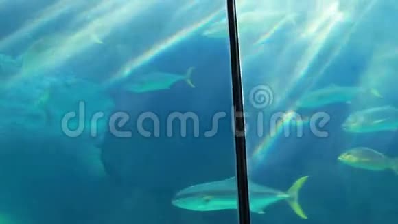 一对欣赏鱼在最黑暗的水槽里游泳的夫妇视频的预览图