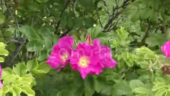 风中摇曳的玫瑰花视频的预览图