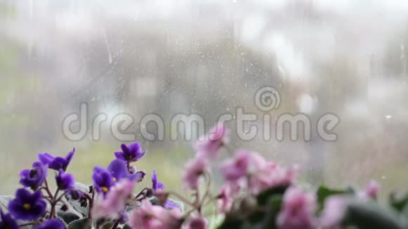 雨滴沿着窗户上的玻璃流下来窗台上开着粉红色和紫色的美丽花朵视频的预览图