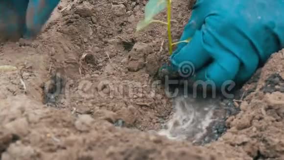 女人在地上挖了一队绿辣椒视频的预览图
