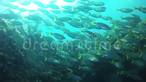 海洋野生动物多云蓝水中的背光灯塞勒马鱼学校视频的预览图