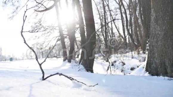 树木冬天干燥的森林树枝阳光雪景观自然冻结了河流视频的预览图