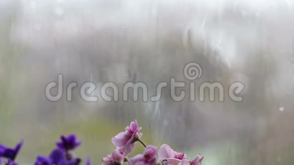 雨滴顺着窗户上的玻璃流下来窗台上开着粉红色和紫色的美丽花朵视频的预览图