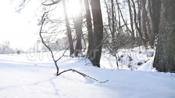 树木冬天干燥的森林雪枝阳光景观自然冻结了河流视频的预览图