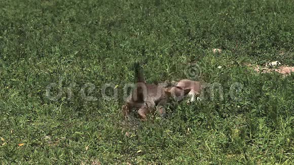 红狐俗人普普斯在草地上玩耍诺曼底在法国视频的预览图