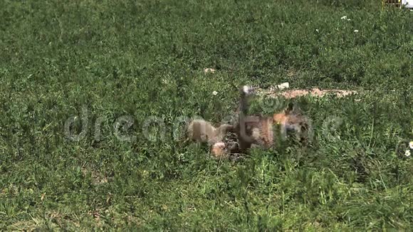 法国诺曼底红狐秃鹫小狗在草地上玩耍视频的预览图