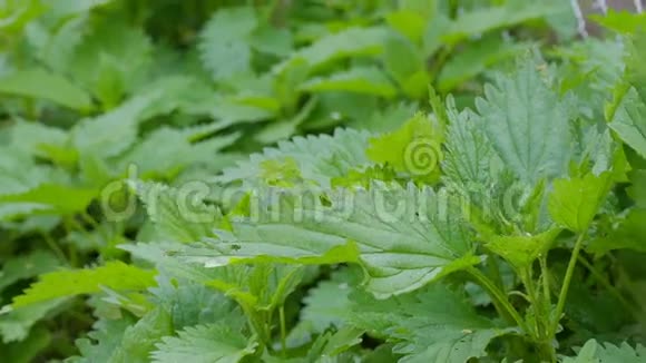 绿色荨麻上的天然刺草为药视频的预览图