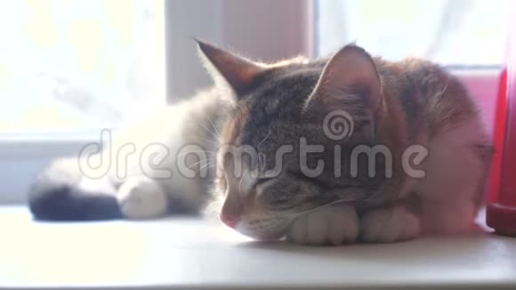 猫生活方式条纹三色睡眠概念猫睡在窗台上阳光和窗户是一样的视频的预览图