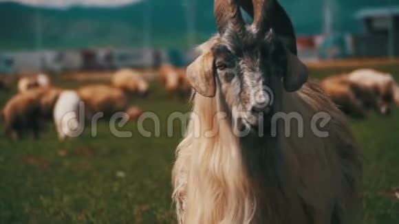 大角羊主阿尔法公羊在羊群放牧在田野在山区慢动作视频的预览图