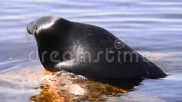 拉多加环形封在一块石头上科学名称Pusahispidadogensis拉多加海豹在一个自然栖息地拉多加视频的预览图