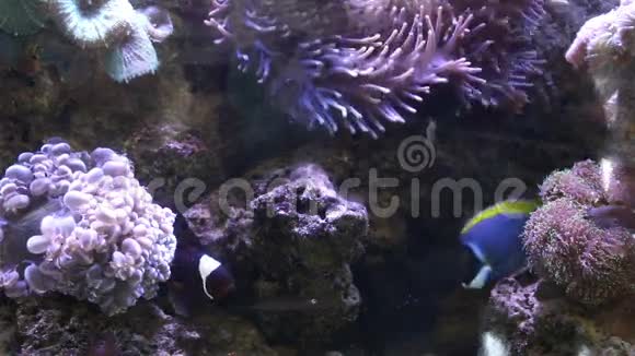 海水中的海葵和海葵鱼视频的预览图