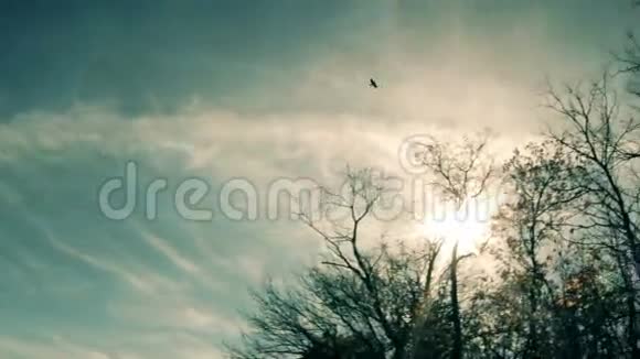 乌鸦在蓝天上飞翔视频的预览图