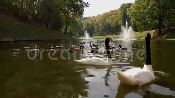 黑和湖上的鸭子梅日希里亚视频的预览图