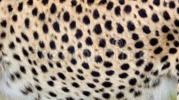 猎豹真皮毛吹在风中在慢动作中特写动物毛发的宏观镜头视频的预览图
