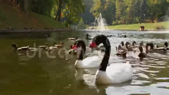 黑和湖上的鸭子梅日希里亚视频的预览图