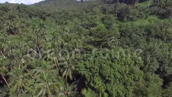 山林里长满了满长的椰子树空中打击视频的预览图