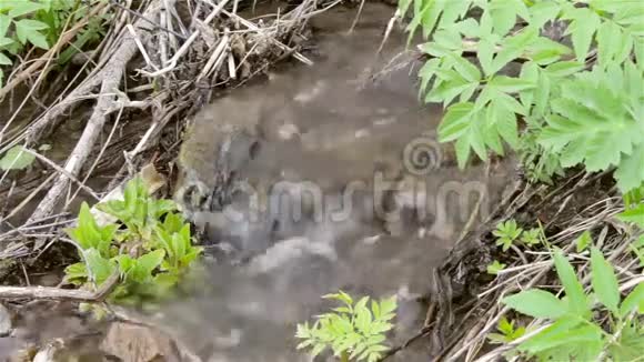 山涧的溪水在河的草丛中视频的预览图