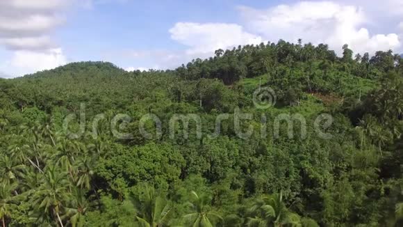 山林里长满了满长的椰子树空中打击视频的预览图