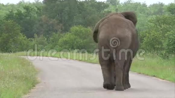 在灌木丛中行走的大象视频的预览图