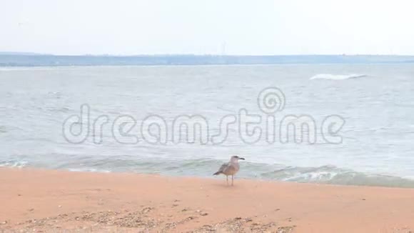 海滩上的海鸥在寻找食物视频的预览图