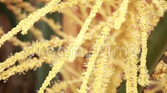 椰子树上的蜜蜂花粉化视频的预览图